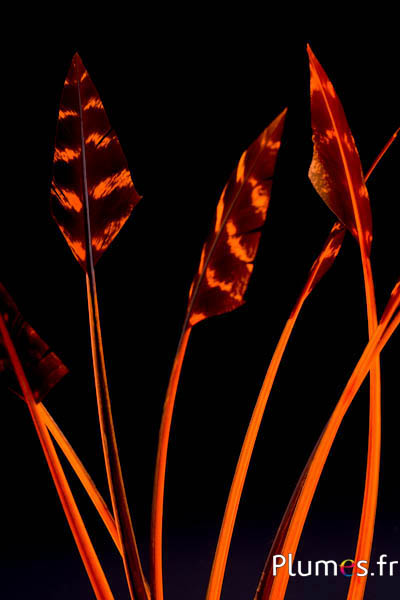 Dindon flèche - 23-30 cm - orange
